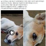 [개깊은빡침] 강아지한테 <b>쥐약</b>먹여서 숨지게한 범죄자 찾음
