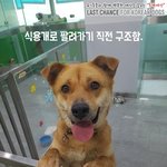 [강아지] 식용견으로 살아온 <b>누렁</b>이 감자