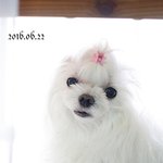 [강아지] <b>써니</b>에요
