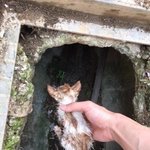 <b>배회</b>하는 길고양이들에게도 따뜻한 봄이 올 수 있도록