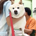 더데이즈 <b>배송</b> 시켜본 애드라