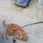 [드루와] 우리집 고양이 없어<b>지면</b> 어떨까싶다진짜