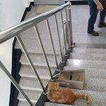 [드루와] 고양이 많은곳이 어디야??