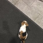 [고양이] [후기입니다] 길고<b>양</b>이 도와주고싶어요! ㅠㅠ