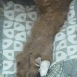 강아지  <b>발가락</b> 다쳐서