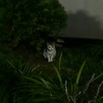 너넨 살아보고싶은 시대있어?