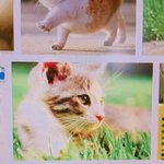 [드루와] 나 이정도면 고양이 안티 아니냐