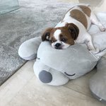 [방탄소년단] <b>다들</b> 방탄이<b>들</b> 실물 본 적 있어??