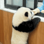 초등학생 애들이 <b>asmr</b>하는거 있잖아