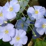 아이돌을 꽃에 <b>비유</b>해봤어 2탄