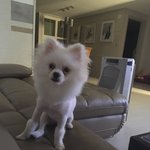 [EXO] 우리집 강<b>쥐</b> 나 조카 싫어하는듯