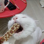 [<b>아가</b>] <b>아가</b>