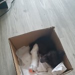 [고양이] 고양이 분양관련