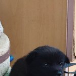 [강아지] (+추가)<b>토토</b>를 어떻게 하면 지킬수 있을까요도와주세요