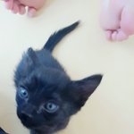 [고양이] 자기가 키우는 고양이<b>엽사</b>올리고가요