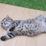 [댓글부탁해] 눈꼬리 올라간사람이 <b>뷰러</b> 바짝찝고 마스카라하면