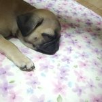 [강아지] 우리집 <b>멍멍이</b> 봉숙이