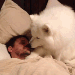 <b>집사</b>야...제발 좀 일어나라!!