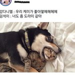 [강다니엘] ㅇㅈ있음) 어디서 <b>주어</b>옴ㅋㅋㅋ녤과 룸메 선배래 ㅋㅋㅋㅋ