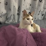 [고양이] 오늘의 톡 당첨! 정말 감사합니다