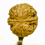 [EXO] 어른폰은 음악도 못 듣는다는게 사실?