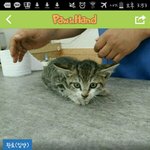<b>하악</b>하악 우리집 고양잇 조카기엽다구~!~!~!