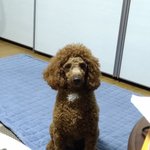 <b>실종</b> 강아지 찾는 중 (경남진주, 푸들)