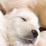 [강아지] 15일된 아가꼬물이 육아기