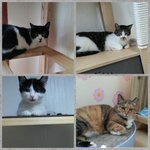 길에서 구조된지 몇달이 지나가는데 소식없는 가여운 냥이들이 있어요...