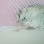 키작은애가후리스