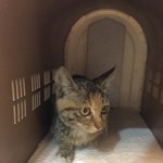 [고양이] 길냥이 아깽이 <b>입양</b>해주실 분 찾아요