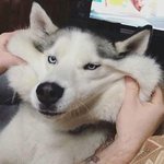 <b>섬유</b>유연제 향 추반좀여 ㅠㅠ