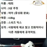 [강아지] 4차선 도로위에 누워 있던 스피츠믹스 태희