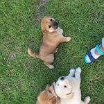 저희 강아지 세마리를 누가 훔쳐갔어요ㅠㅠ