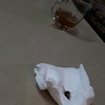 [댓글부탁해] (혐주의) 말벌있단앤데 잡았음