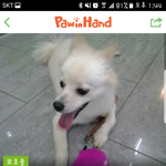 [성남시] 공고기간이 끝나 안락사 대기<b>명단</b>에 오른 아이들입니다.