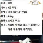 [강아지] 4차선 국도에서 차에 치인채로 방치되어 있던 <b>태희</b>