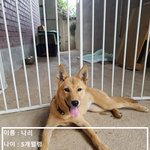 1년도 채 살아보지 못하고 식탁에 오를뻔 했던 나리