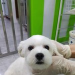 <b>시보</b>호소에서 마지막 생을 마감할 뻔 했던 코모