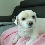 시 보호소에서 안락사로 생을 마감할뻔한 <b>쌈장</b>이