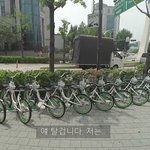 수컷 <b>따릉이</b> 고르는 법