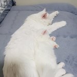 난쟁아 같이<b>자자</b>