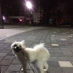 [강아지] <b>산책</b> 전 <b>산책</b>후 표정 .jpg