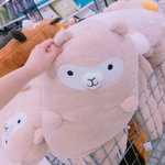 [임영민] 앒파카 친구야 <b>인사</b>해 ㅎㅎ