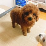 [강아지] 분양해요))푸들 <b>여아</b>분양해요