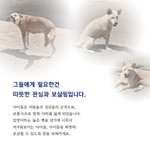 장애를 가진 대형<b>견들</b>, 따뜻히 보살필 수 있도록...