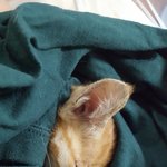 고양이 학대당하는걸 보고..ㅠㅠ