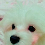 [드루와] 우리집 강아지 볼<b>터치</b>한것좀 보고가 짱청순해 ㅠㅠㅠ