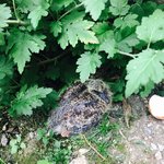 새를 주웠는데 도와주세요ㅠㅠ