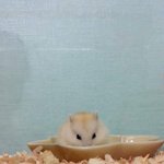 울집<b>햄</b><b>찌</b>구경하구가라